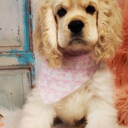 Cocker Spaniels from Ozark Haven Farm