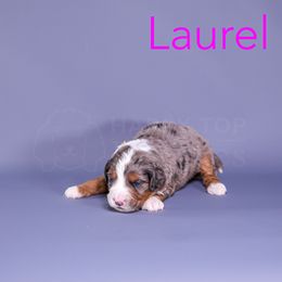 Assorted Doodle Crosses, Aussiedoodle, Bernedoodle, Goldendoodle, and Sheepadoodle Puppies from Happy Top Doodles