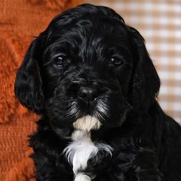 Australian Labradoodles, Cockapoos, Goldendoodles, and Labradoodles from Dessie's Doodles