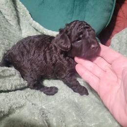 Mocha - Brown male Poodle puppy in Arkansas from Harper's Pups