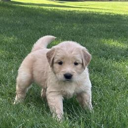 Dutch - Golden male Golden Retriever puppy in Peyton, Colorado from Jana Belanger