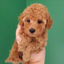 Lemonade - Apricot Mini Poodle Raised in Home - Apricot female Poodle puppy in Falcon, Missouri from Cedar House Heritage Poodles | AKC Toy & Miniature Poodle Puppies Raised in Home