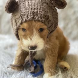 Goldendoodle Puppies from Beck Kennel