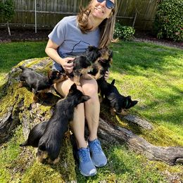 Australian Terrier Puppies from Firewalker Australian Terriers