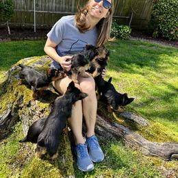 Australian Terrier Puppies from Firewalker Australian Terriers