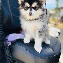Bunz - Black and white male Pomsky puppy in Yavapai County, Arizona from Pawsh Pomskies
