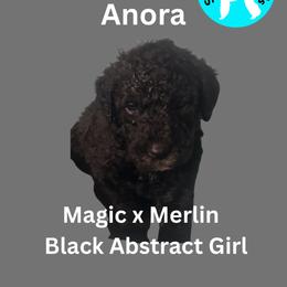 Girl 2 - female Poodle puppy in Baltimore, Maryland from Steinrock’s Standards