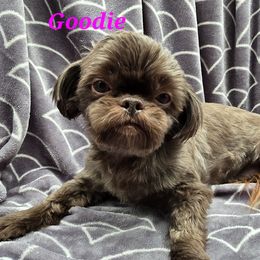 Goodie - Shih Tzu