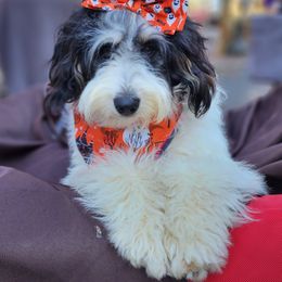 Aussiedoodle, Miniature Australian Shepherd, and Poodle Puppies from Fine and Dandy Aussiedoodles