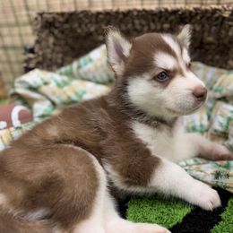 Leo - Brown and white male Siberian Husky puppy in Columbus, Nebraska from Happy Howlin' Smokey Mountain Huskies