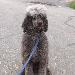 Scooter - Poodle