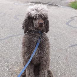 Scooter - Poodle