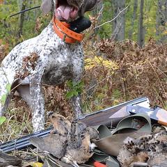 Braque du Bourbonnais from Aspen Ridge Kennels