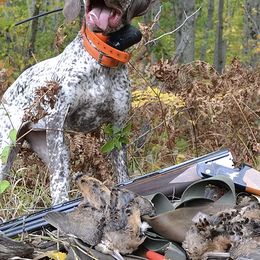Braque du Bourbonnais from Aspen Ridge Kennels