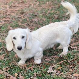 Bingo - Dachshund