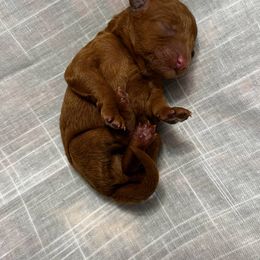 Poodle Puppies from OpenGate Poodles