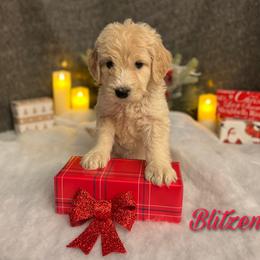 Bernedoodle, Goldendoodle, and Sheepadoodle Puppies from Golden-Doods and Company