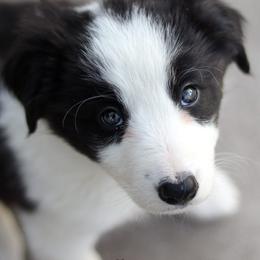 Border Collie Puppies from North Fork Border Collies