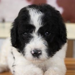 Black and white - Black and white male Sheepadoodle puppy in Youngstown, Florida from Wonderland’s Boujie Kennels