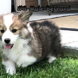 Pembroke Welsh Corgi Puppies from Desert Sage Corgis