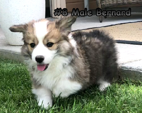 Pembroke Welsh Corgi Puppies from Desert Sage Corgis