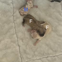 Maltipoo puppies from Logan's Perfect Puppies