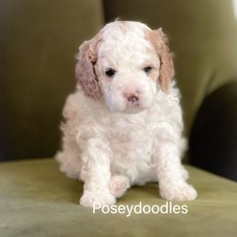 Girl 2 - Blenheim Cavapoo puppy in Utah from Poseydoodle