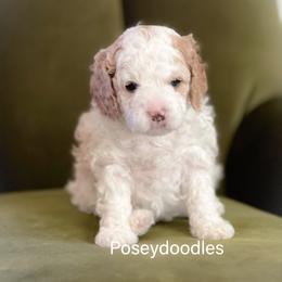 Girl 2 - Blenheim Cavapoo puppy in Utah from Poseydoodle