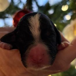 Aspen - Tri-color female Bernedoodle puppy in Carlotta, California from Lost Coast Bernese Mountain Dogs
