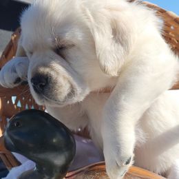 Labrador Retrievers from Earth Angel