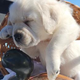 Labrador Retrievers from Earth Angel