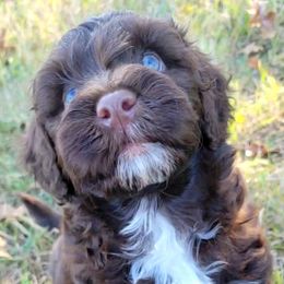 Portuguese Water Dog Puppies from Autumn Branch Farm Portuguese Water Dogs