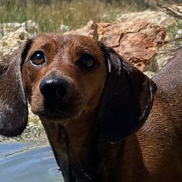 Dachshunds from Tamara's Dachshunds