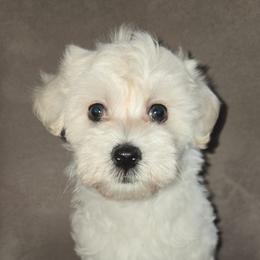 Boi - Cream male Maltipoo puppy in Brooksville, Florida from DeVall Maltipoos
