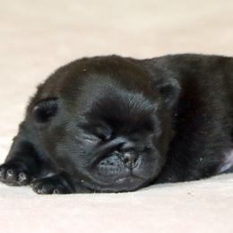 Rosco - Black male Pug puppy in Winnsboro, Texas from Southern pugs