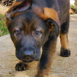 German Shepherd Puppies from Vom Hallynn Haus