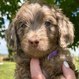 Porsche Choc Merle - Chocolate merle female Bernedoodle puppy in Horseshoe Bend, Idaho from Over the Moon Poodles and Doodles