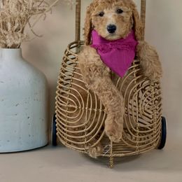 Poodle Puppies from Sunset Standard Poodles