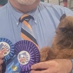 Cyrano - Brussels Griffon