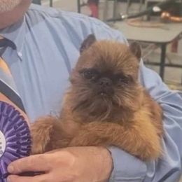 Cyrano - Brussels Griffon