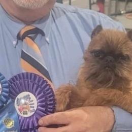 Cyrano - Brussels Griffon
