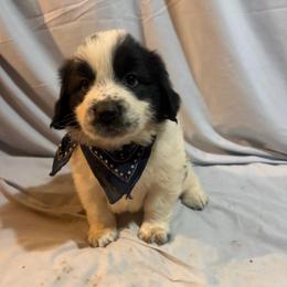 Blu - White and black male Karakachan puppy in Pikeville, Tennessee from Rock Solid Ranch