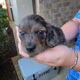 Lore - Dapple male Dachshund puppy in Mobile, Alabama from Ruff Patch Doxie Den