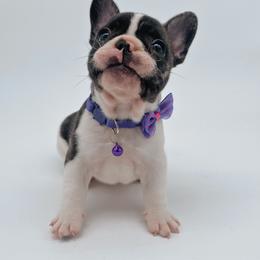 Moo Moo🐄 - Brindle and white French Bulldog puppy in Mc Allen, Texas from Frenchie House LLC