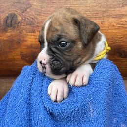 Boxer Puppies from Upstream Kennels
