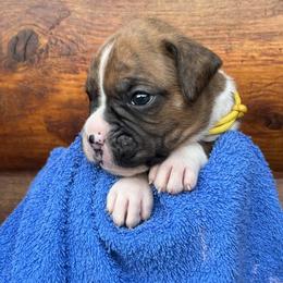 Boxer Puppies from Upstream Kennels