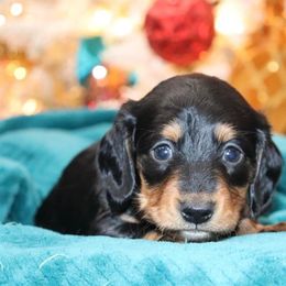 Boy 1 - Dachshund puppy in Pontotoc, Mississippi from Doubletake Doodles & Dachshunds