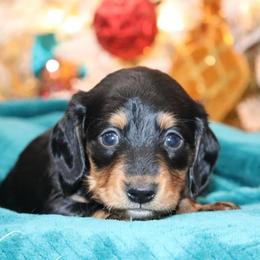 Boy 1 - Dachshund puppy in Pontotoc, Mississippi from Doubletake Doodles & Dachshunds