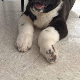 Akita Puppies from Folklore Akitas