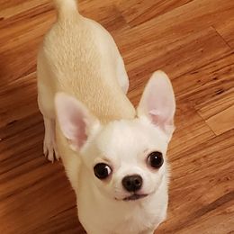 Chihuahuas from Sheppard's Chihuahuas